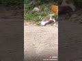 Cat cock fight restling