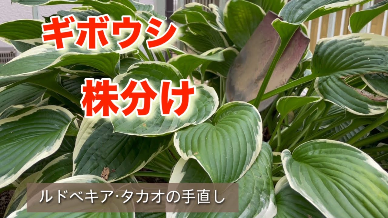ギボウシの株分け - YouTube