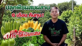 ปลูกพืชผสมผสาน 6 เดือนคืนทุน 1 ไร่ได้เงินแสน #เกษตรอารมณ์ดี ปลูกพืชผสมผสาน 6 เดือนคืนทุน 1 ไร่ได้เงินแสน #เกษตรอารมณ์ดี