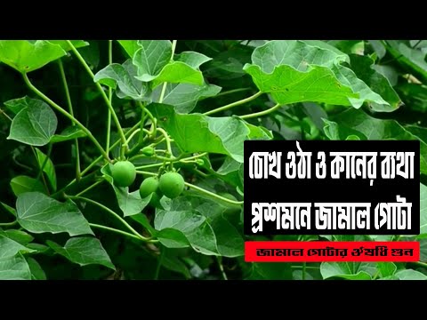 ভিডিও: সাদা বাবলা বা রবিনিয়া