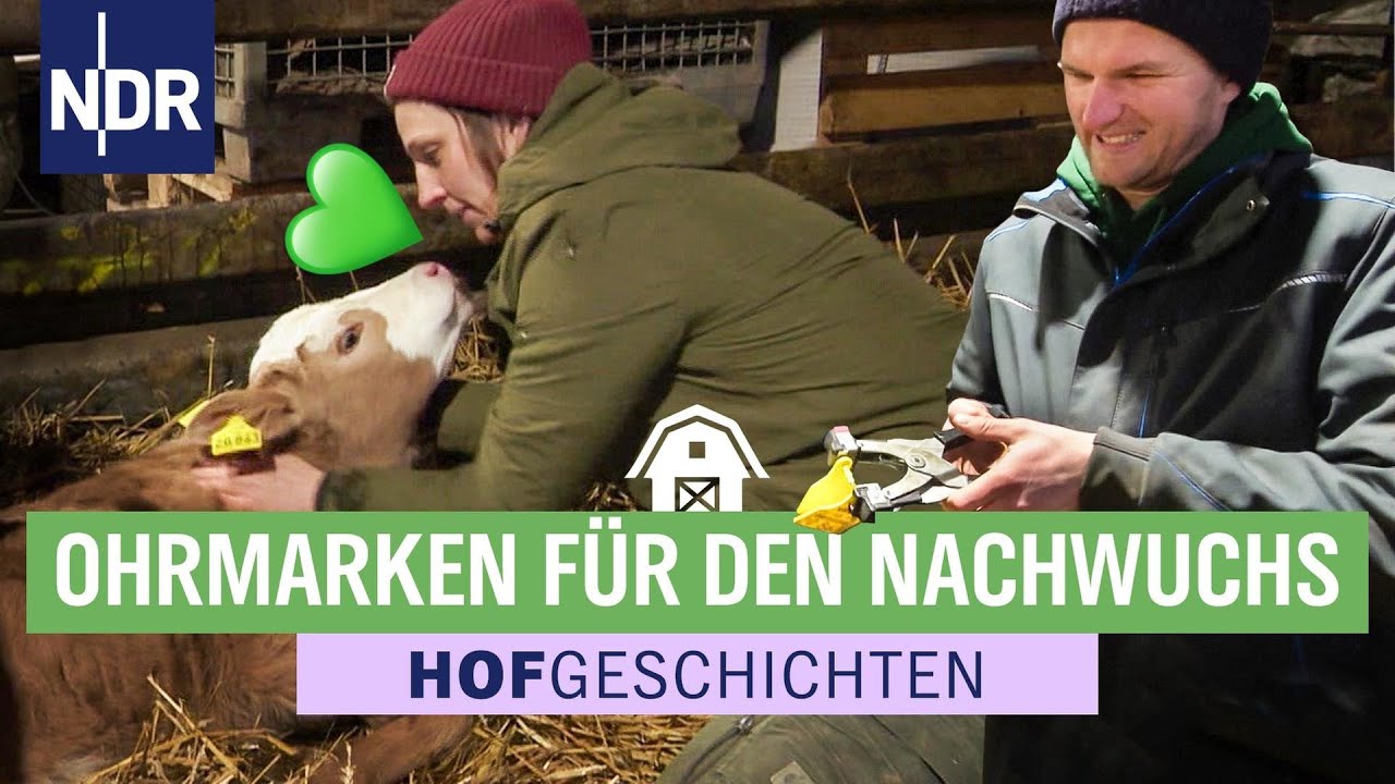 Kälber-Alarm auf Thudts Hof: das erste Mal Ohrmarken setzen | Hofgeschichten (369) | NDR
