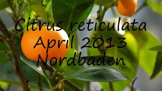 How to pronounce Citrus reticulata April 2013 Nordbaden in Dutch?