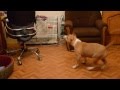 Американский стаффордширский терьер,щенок ( 5 месяцев)