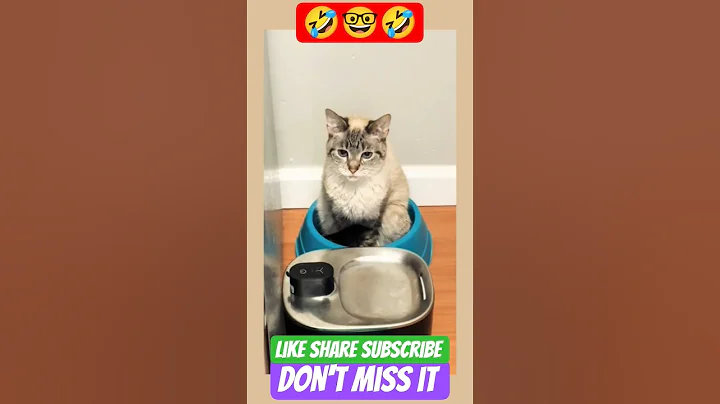 Video 11004121: pet lover funny cats, laugh pets funny cat, cats pets animals fun, cat pets love animal, cat dog animals pets, cat pet adoption, cat pets cute love