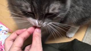 食欲旺盛な猫 ノルウェージャンフォレストキャット Voracious cat.