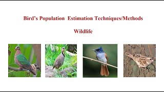 Population Estimation Methods | Birds Population Estimation Methods | Wildlife