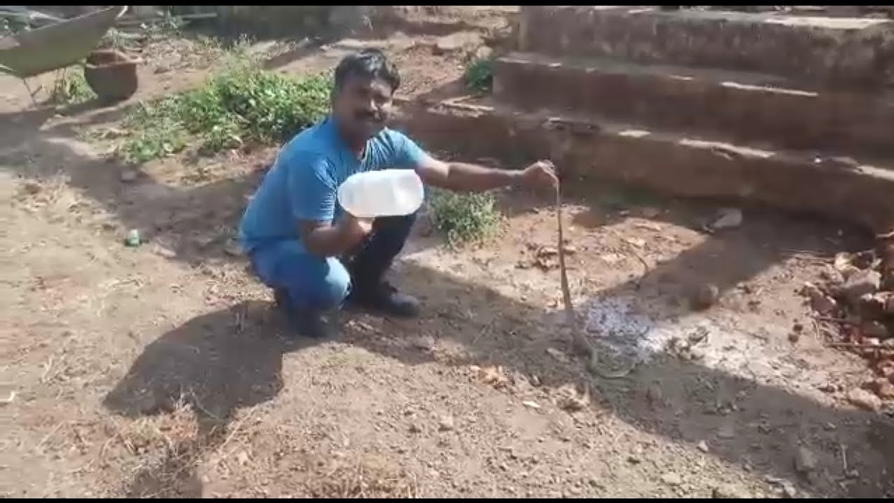 camera iphone 8 plus apk नाग अपनी मर्जी से फन निकलता है sarpmitra anil gaikwad peth naigaon kujirwadi pune 8378801159