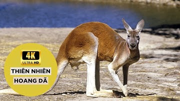 Kangaroo | Nhà Vô Địch Nhảy Xa Của Thiên Nhiên Hoang Dã