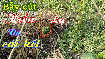 Bẫy Cút Rừng Kiểu Lạ Và Cái Kết I Phuocyoutube