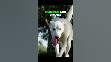 Thumbnail of Dogs Are NOT Colorblind