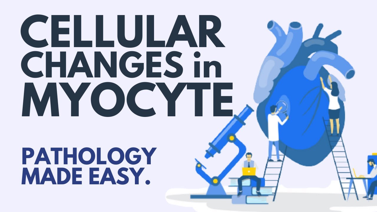 What happens to your cells during heart disease? (2024)