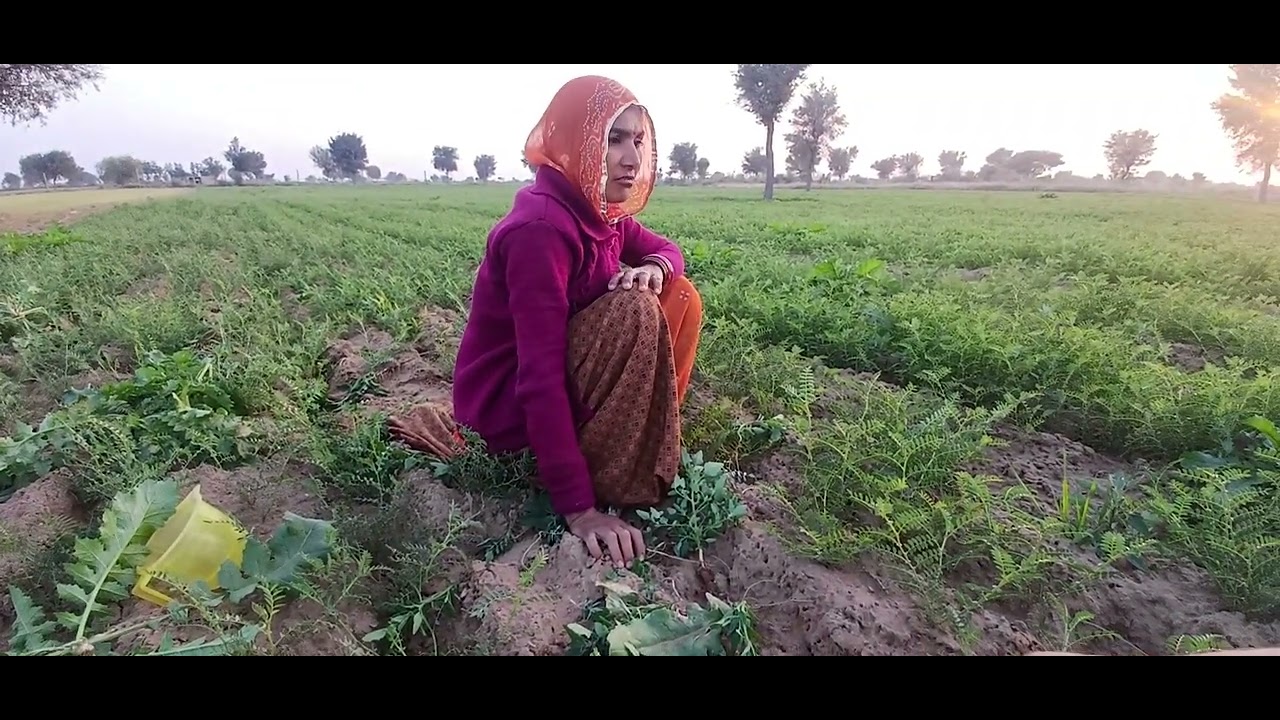 बिदणी 4:बजे की चाय कोनी लाई 