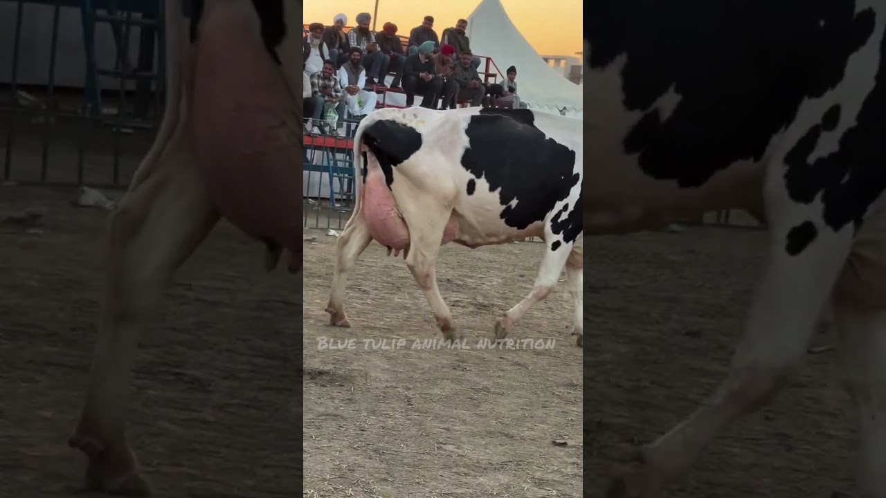 Top Holstein Friesian Cow #cow #baffalo #dairyfarm #farming #dairyherd #dairyproducts #dairy #bull