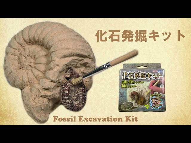 Fossil Excavation Kit 化石発掘キットでお手軽に発掘気分を味わいまし