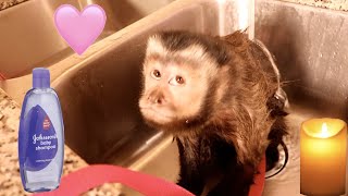 Capuchin Monkey Princess Takes Hot Relaxing Bath by Candlelight!