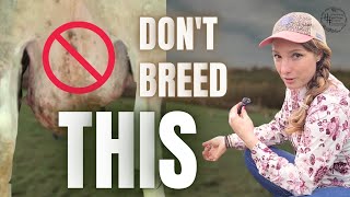 How to Evaluate Udder Conformation in Dairy Sheep🐑