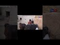 Number daar Bhains Chor Susraal New Short  Funny Video | Most Comedy Funny Video | You Tv Hd 2025
