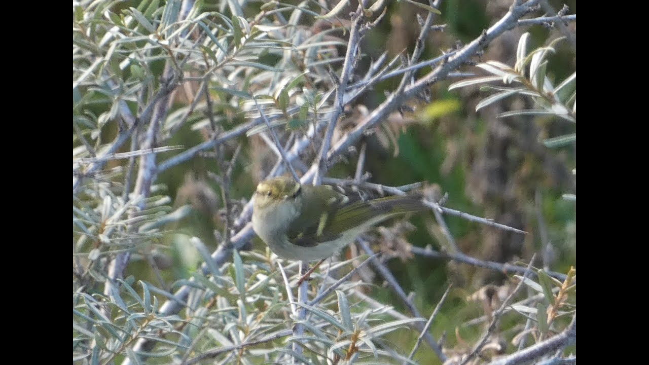 Pallas's Warbler, Phylloscopus proregulus, Maasvlakte, ZH, the Netherlands, 8 Nov 2025