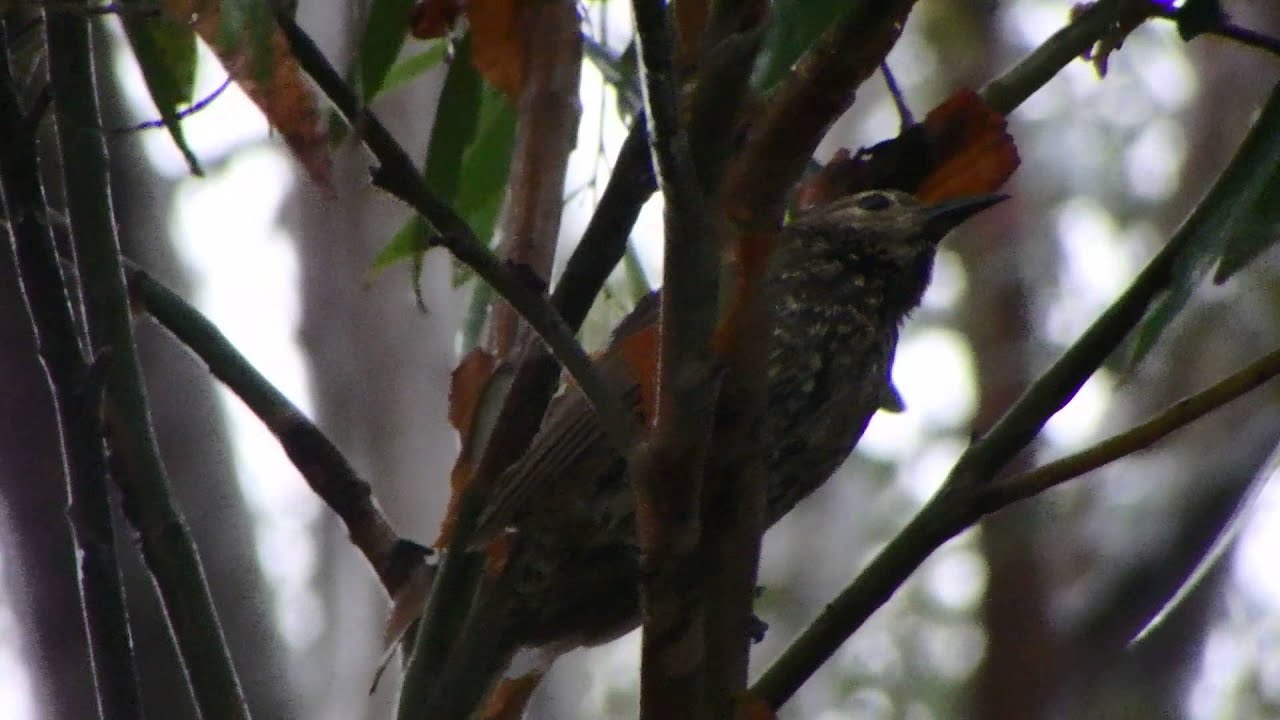 Regent Bowerbird (Sericulus chrysocephalus) 