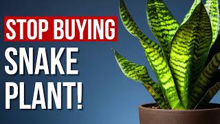 7 Reasons Why You Shouldn’t Get a Snake Plant