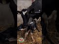 تجهيز مكان العجل حديث الولاده