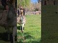 ooo la llama 😅🤣