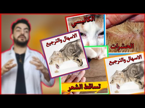 فيديو: حياكة مع الفراء القط؟ نعم ، إنه شيء.