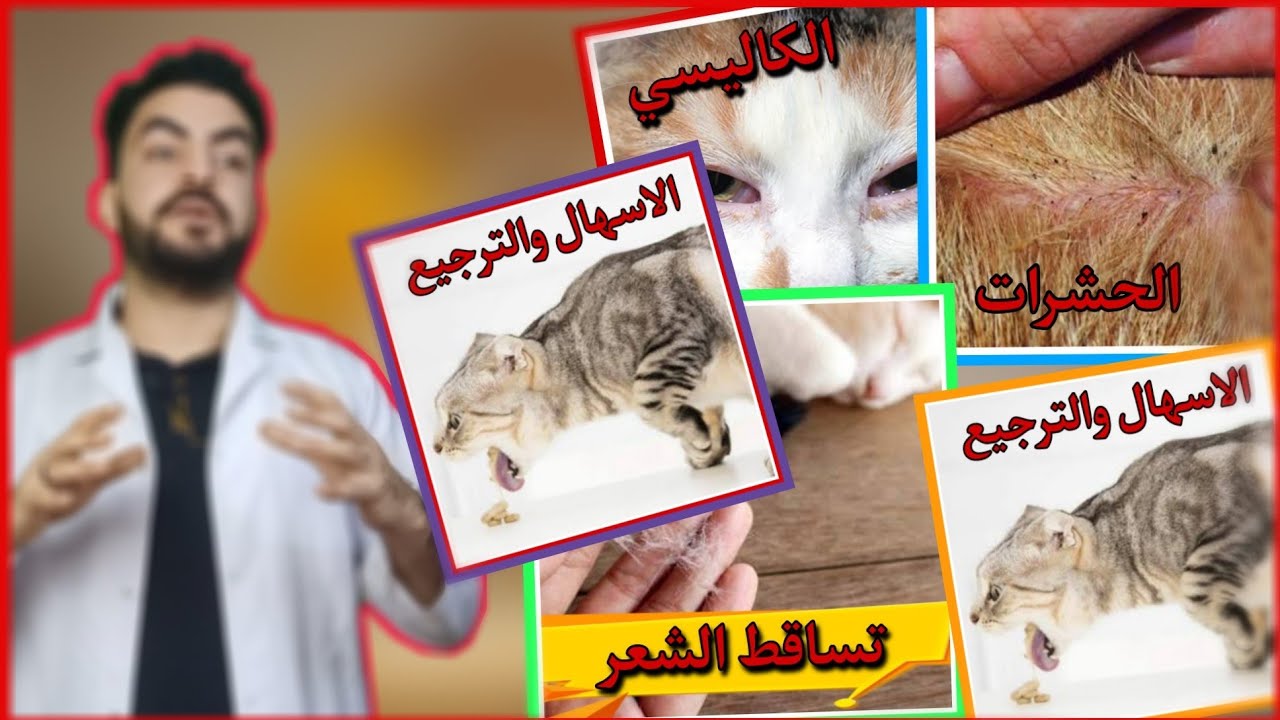 أمراض ومشاكل القطط إللي ممكن تقابلك | الأعراض ، الوقاية ، العلاج