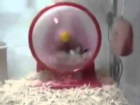 video phone beyonce mp3 Funny hamster