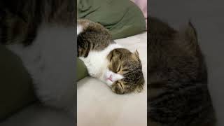 クッションから溶け出てる猫 #shorts