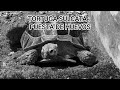 TORTUGA SULCATA : PUESTA DE HUEVOS