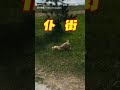 【滾吧！小狗狗】萌汪興奮狂奔甩尾 下秒直接「放飛自我」｜狗狗｜跌倒