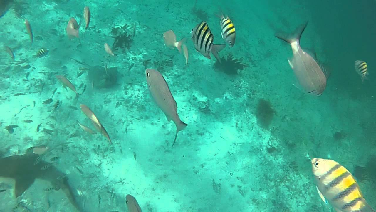 Sting Ray vs Shark Snorkeling Mexico Rocks Ambergris Caye Belize 522
