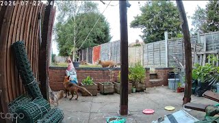 Zoomies #caughtoncamara #wildfox #urbanfoxes #redfoxes #trailcamera #wildlifevideo #foxcubs #fyp #yt Zoomies #caughtoncamara #wildfox #urbanfoxes #redfoxes #trailcamera #wildlifevideo #foxcubs #fyp #yt