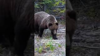 I Saw A Grizzly Bear While Running A Rapid In The Northwest Territories