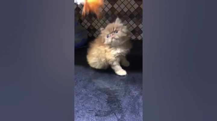 Video 11142651: persian cats kittens kitty, persian kitten kitty cute, cat kitten adorable persian, cats catlover kitten