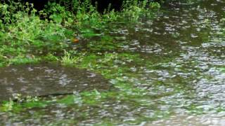 20100428雨