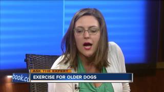 Ask the Expert: Exercise for older pets
