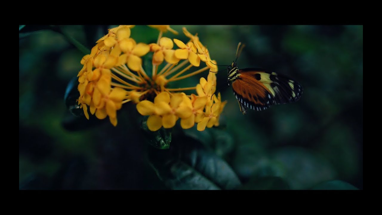 HERSHEY GARDENS - BUTTERFLY ATRIUM