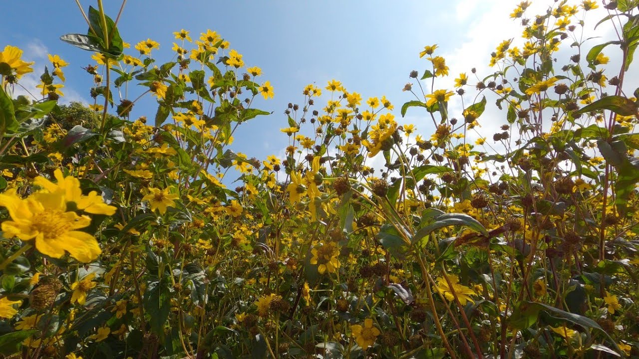 Guizotia abyssinica Niger seed plant YouTube