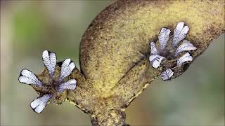 Gecko Adhesive Toes How They Stick And Unstick The Secret To Gecko Incredible Grip Gecko Foot