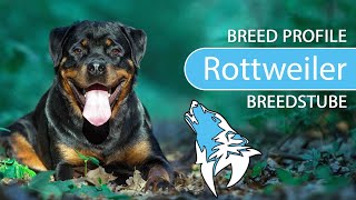 ► Rottweiler Breed Profile [2022] Temperament &amp; Training