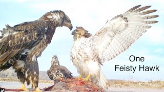 One Feisty Hawk battles with Eagles
