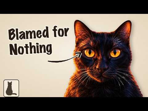 Video: Why Black Cats Got Blamed for Centuries