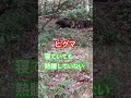 ヒグマの眠りは浅い#北海道#ひぐま#動物#熊#自然#クマ#くま#ヒグマ#bear#animals#wildlife#サホロリゾートベアマウンテン#狩猟#ハンティング#罠#駆除#十勝#新得町