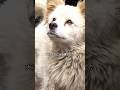 15歳の犬が、最期の時を迎える前に、飼い主と最後の別れを告#shorts