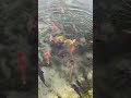 毎日鯉に餌やりをする