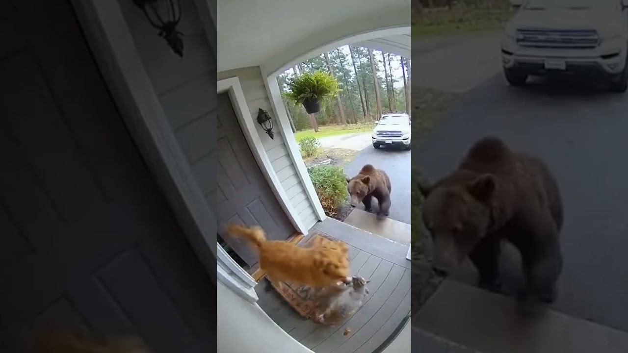 CCTV Captures Dog and Cat Fighting Off a Bear to Save Family! 😱🐶🐱🐻
