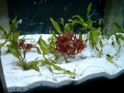 refugium macro algae youtube