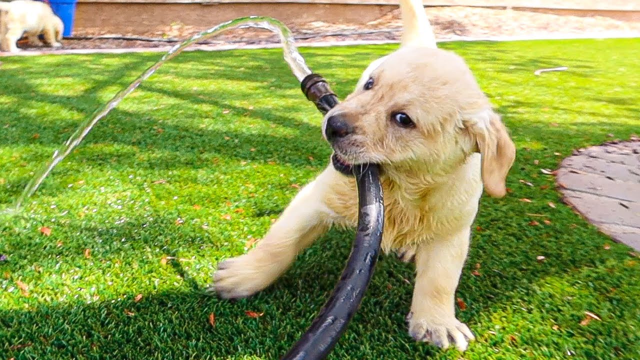 Labrador Puppies Play With The Water Hose! YouTube